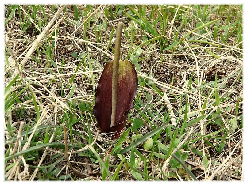 Sternbergia lutea(Cyclamen hederifolium, Biarum tenuifolium)